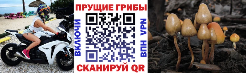 Галлюциногенные грибы MAGIC MUSHROOMS  это телеграм  Дагестанские Огни 